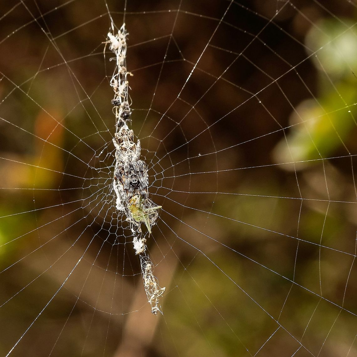 Another shot of the trashline orbweaver.  Arachnida,Araneae,Arthropoda,Chelicerata,Cyclosa,Cyclosa octotuberculata