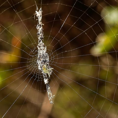 Another shot of the trashline orbweaver.  Arachnida,Araneae,Arthropoda,Chelicerata,Cyclosa,Cyclosa octotuberculata