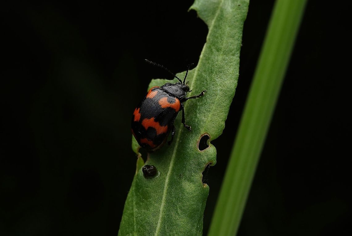 Leaf beetle, Gallerucida bifasciata I had been looking for this leaf beetle for awhile, and was so happy to find it. They are so cute. Chrysomelidae,Gallerucida bifasciata,Geotagged,Japan,Leaf beetle,Spring,beetle