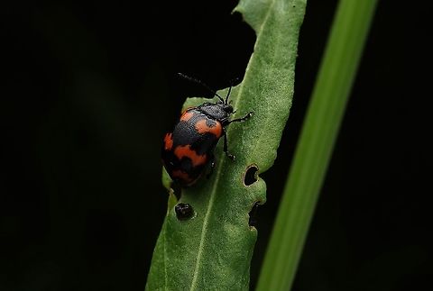 Leaf beetle, Gallerucida bifasciata I had been looking for this leaf beetle for awhile, and was so happy to find it. They are so cute. Chrysomelidae,Gallerucida bifasciata,Geotagged,Japan,Leaf beetle,Spring,beetle