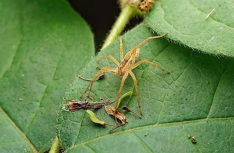 I believe it is a nursery-web spider.  Geotagged,Japan,Nursery web spider,Spring,spider