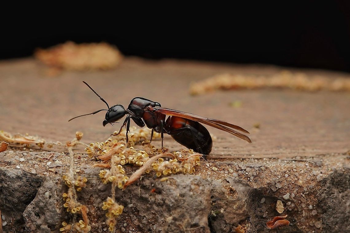 A beautiful queen ant. I believe it is a queen ant, Camponotus obscuripes.<br />
It is about 25mm long, including the wings. The body is about 18mm long.  Camponotus obscuripes,Geotagged,Japan,queen ant