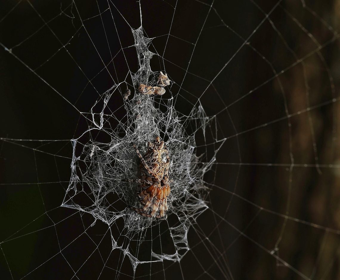 Cyclosa octotuberculata, a Trashline orb weaver spider. These webs are usually so covered in trash, that you can&#039;t see the spider! I was fortunate to find one with no trash! Cyclosa octotuberculata,Geotagged,Japan,Orbweaver,Trashline orb weaver,arachnid,spider