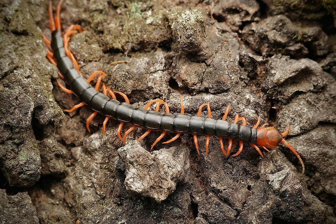 Chinese red-headed centipede, Scolopendra subspinipes mutilans Beautiful, yet dangerous. They are venemous and have a painful bite, apparently. But are not a problem if left alone.  Chinese red-headed centipede,Geotagged,Japan,Scolopendra subspinipes mutilans,Spring