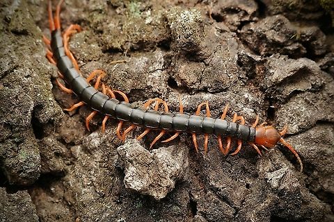 Chinese red-headed centipede, Scolopendra subspinipes mutilans Beautiful, yet dangerous. They are venemous and have a painful bite, apparently. But are not a problem if left alone.  Chinese red-headed centipede,Geotagged,Japan,Scolopendra subspinipes mutilans,Spring