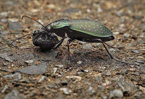 Carabus insulicola, black-colored beetle. These are very beautiful beetles and very fast. They often eat carrion, but they do eat fruit too, as this one was going to. It has lost a bit of its leg... Carabus insulicola,Geotagged,Japan