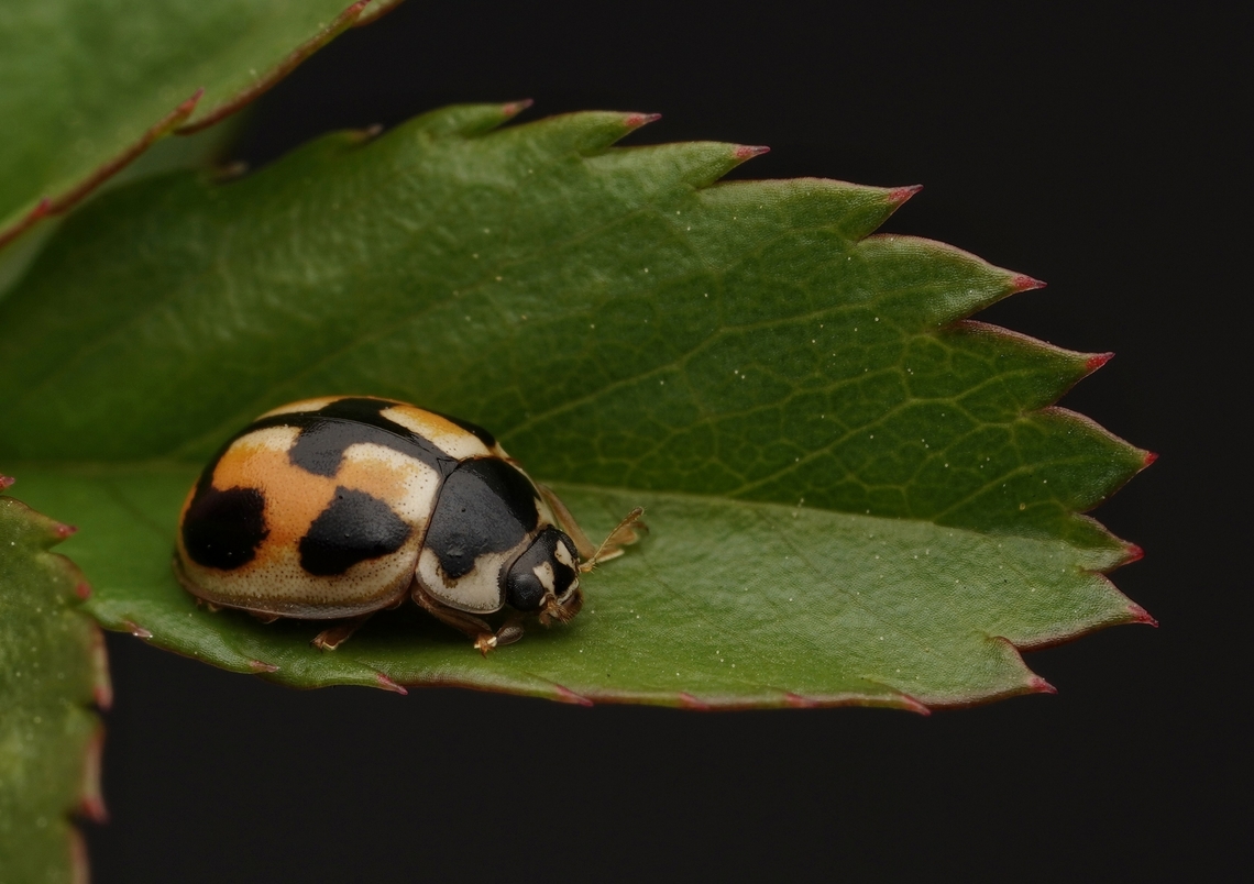 Ladybug A little ladbug I found in my garden. Japan,Ladybug,Nature,Propylea japonica,Turtle Vein Lady Beetle
