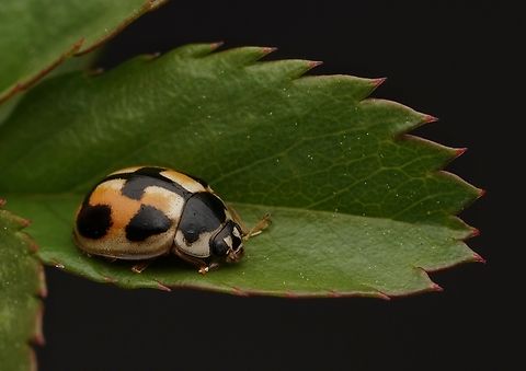 Ladybug A little ladbug I found in my garden. Japan,Ladybug,Nature,Propylea japonica,Turtle Vein Lady Beetle