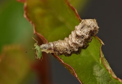 A hover fly larva enjoying a snack of aphid. These larva are very good for my garden, eating the aphids. Hoverfly larva,Japan,aphid