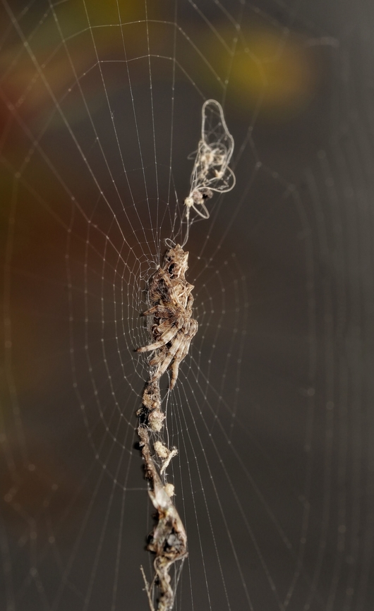 A trashline orweaver, chilling out. A very tiny Cyclosa octotuberculata, trashline orbweaver, they are so cute and collect debris and prey on thier nest to camouflage themselves! Cyclosa octotuberculata,Japan,Spider,Trashline orb weaver,arachnid