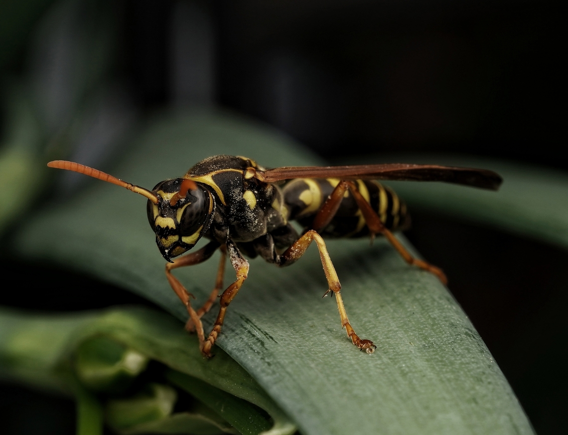 A beautiful wasp hanging out in my garden. I found this guy flying around, then it sat down and rested, looking at me. Asian paper wasp,Paper Wasp,Polistes chinensis,avispa,polistes,wasp