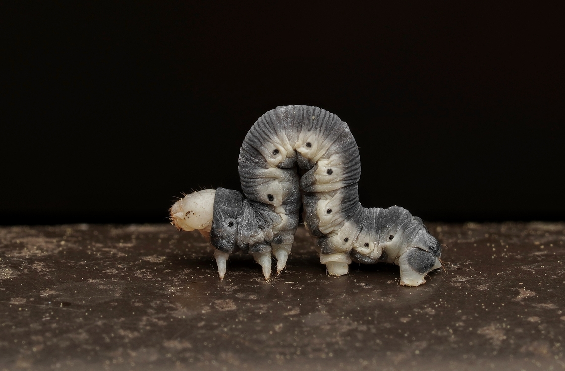 A moth caterpillar. Maybe Wilemania nitobei ?? This looks like a sawfly larva, but it is actually a moth caterpillar. I am not sure of the ID. Japan,Macro,caterpillar,moth caterpillar,nature