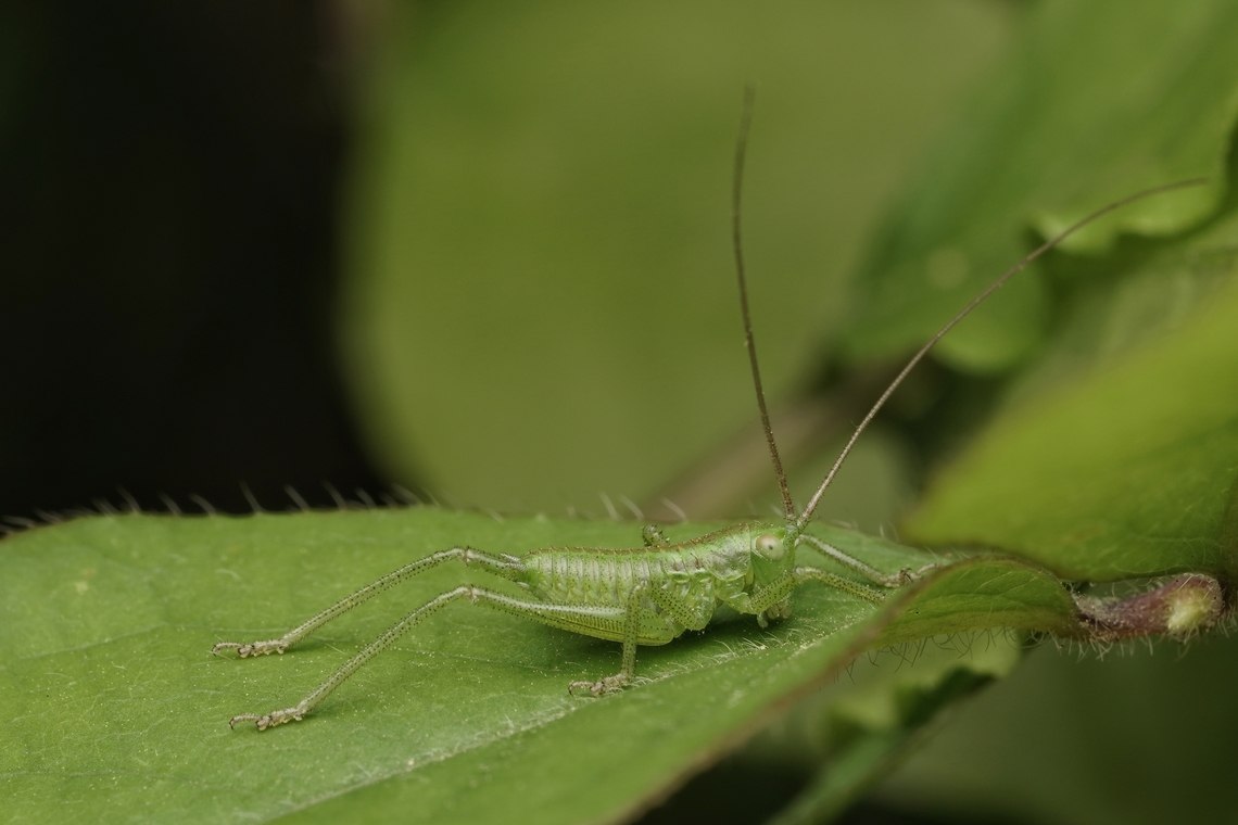 A bush cricket nymph in the forest A sweet little bush cricket. They have very long antennae!  Japan,Japanese Green Bush-Cricket,Tettigonia orientalis,bush cricket,bush cricket nymph,macro