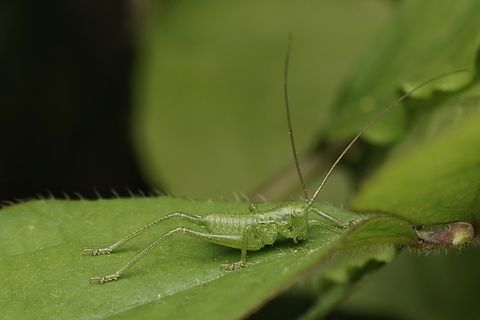 Japanese Green Bush-Cricket