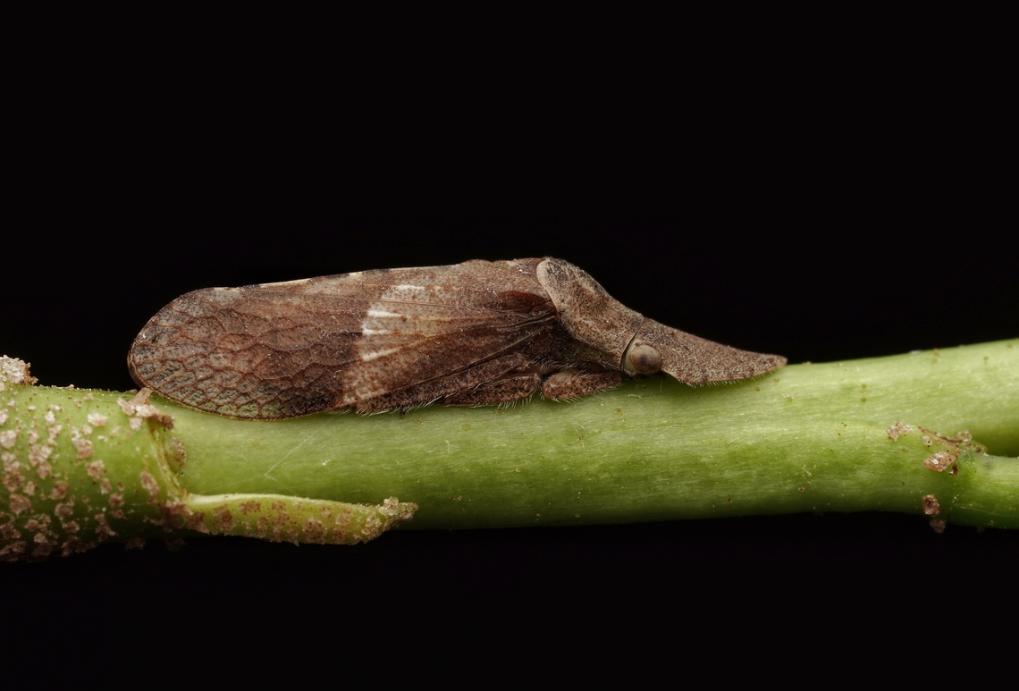 A very interesting kind of flat-headed leafhopper. I believe this is a Ledropsis discolor, a very interesting leaf hopper. Flat-headed leafhopper,Japan,Leafhopper,Ledrinae,Ledropsis discolor,Macro