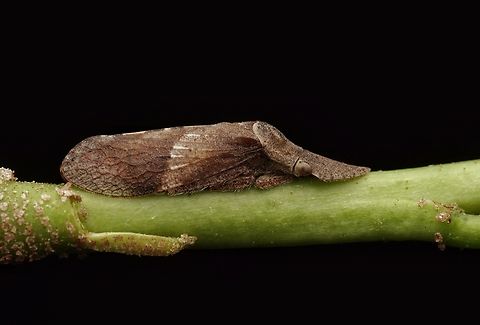 A very interesting kind of flat-headed leafhopper. I believe this is a Ledropsis discolor, a very interesting leaf hopper. Flat-headed leafhopper,Japan,Leafhopper,Ledrinae,Ledropsis discolor,Macro