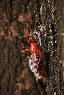 An Agriosphodrus dohrni just shed its skin and is bright red. This is the last stage of molting, I believe, and they soon turn black! I spotted this from far away, as it is very visible! Agriosphodrus dohrni,Geotagged,Japan,Macro,assasin bug,molting