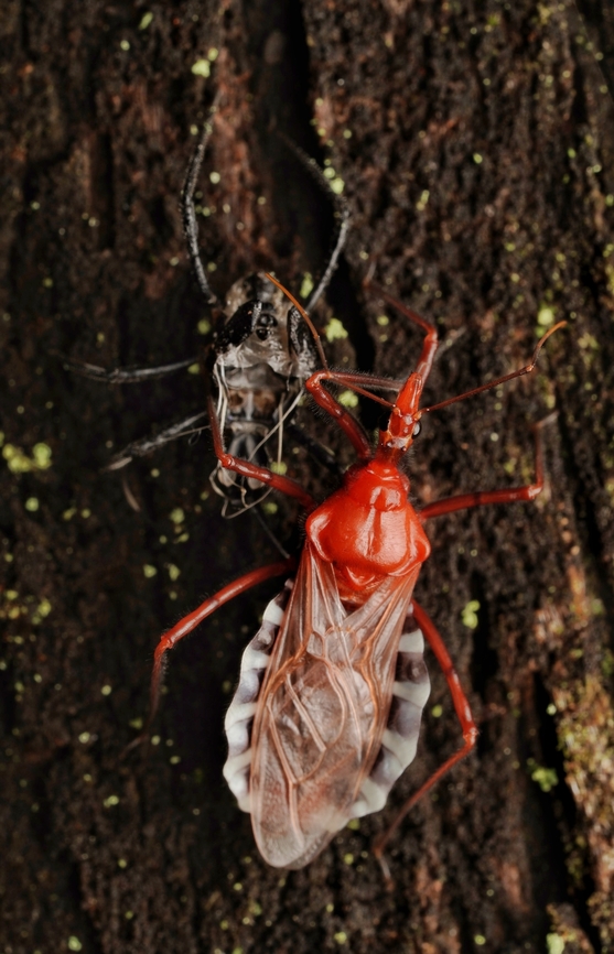 A different angle of the Agriosphodrus dohrni Agriosphodrus dohrni, assasin bug, just after molting on a tree.  Agriosphodrus dohrni,Assasin Bug,Japan,bug,insect,macro