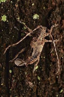 A cute little longhorn beetle, that just landed on a tree, hence its wings are not quite folded. I like longhorn beetles, there are many colorful ones and can be very big to very small. I am not 100% sure of the ID, possibly Pterolophia caudata? Japan,Pterolophia caudata,beetle,longhorn beetle,macro