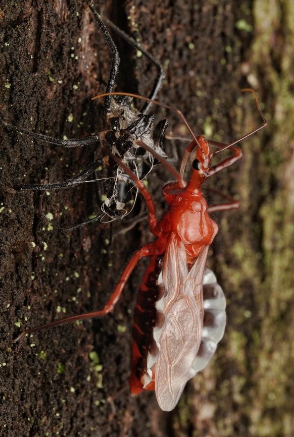 An assasin bug, Agriosphodrus dohrni, just after molting I admire these intruiging bugs, but respect them as they have a serious bite. Agriosphodrus dohrni,Japan,assasin bug,bug,insect,macro