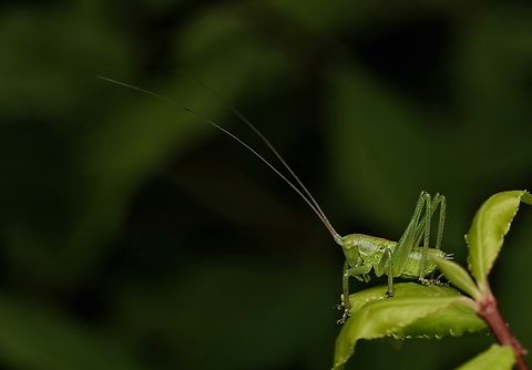 There are millions of these little bush cricket nymphs around this time of year. These can be found all over the place in the forest amd tend to be "jumpy", but so cute and their bodies only about 10mm long, but their antenae are much longer. Japanese Green Bush-Cricket,Tettigonia orientalis