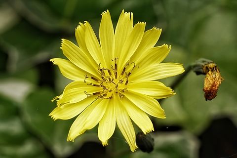 A pretty flower, possibly Youngia japonica or Ixeris japonica These are very tiny, and so common and maybe mostly unnoticed. Japan,flower,macro,yellow