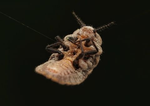 Scale insect, Drosicha corpulenta This one was on a leaf and after I took some photos, it fell off onto a web. So I took the opportunity to take some more photos. Drosicha corpulenta,Japan,macro,scale insect,weird