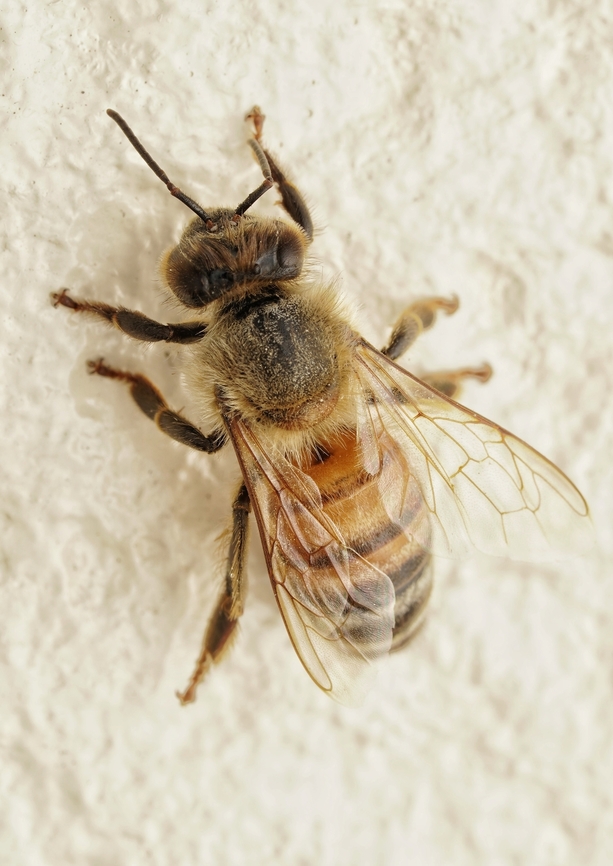 I belive this is a Japanese honey bee. I found a bee on my wall and it was still there about two hours later.  So I gave it some honey.  It ate it happily and then flew away. What a beauty. Apis cerana japonica,Japan,Japanese honey bee,bee,cute,macro