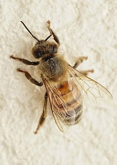 I belive this is a Japanese honey bee. I found a bee on my wall and it was still there about two hours later.  So I gave it some honey.  It ate it happily and then flew away. What a beauty. Apis cerana japonica,Japan,Japanese honey bee,bee,cute,macro