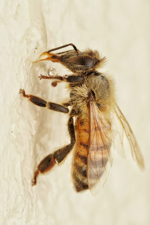 A Japanese honey bee (I believe), drinking honey. This is while it was drinking honey, after this, it flew away. Apis cerana japonica,Japanese honey bee,bee,cute,macro