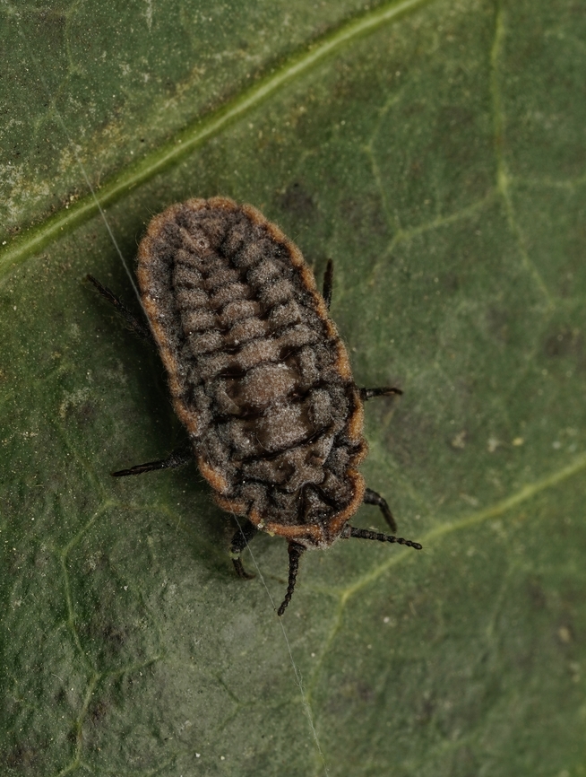 Scale insect, Drosicha corpulenta These are very unique insects. They cause a lot of damage to crops and trees, as far as I know.  Drosicha corpulenta,Japan,insect,scale insect,weird