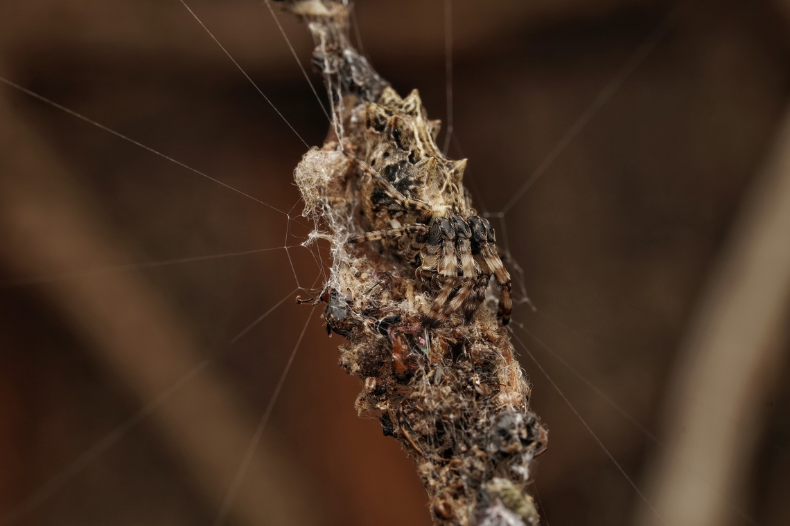 Trash line orbweaver. This one was also found in the forest, quite high in a tree, which was hard to shoot. You can see its &quot;trash&quot; which provides camouflage.  Cyclosa octotuberculata