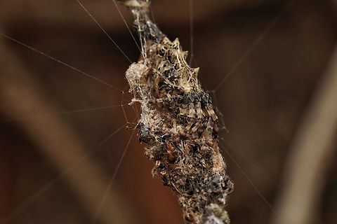 Trash line orbweaver. This one was also found in the forest, quite high in a tree, which was hard to shoot. You can see its "trash" which provides camouflage.  Cyclosa octotuberculata