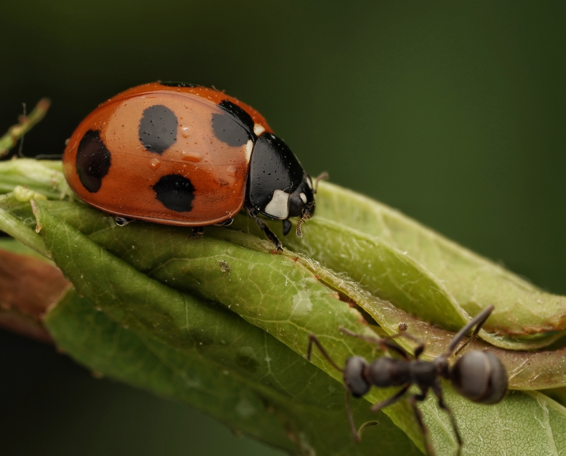 Seven spotted ladybug. I believe these are the most common ladybugs in Japan. They are so cute and good for the garden, as they eat aphids. Coccinella septempunctata,Seven-spotted Lady Beetle