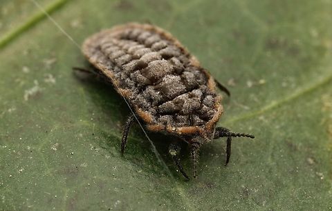 A diffferent view of the front of the scale insect, Drosicha corpulenta These are very interesting insects. Although they are hated by farmers, they are intruiging. Drosicha corpulenta,Japan,macro,scale insect,weird