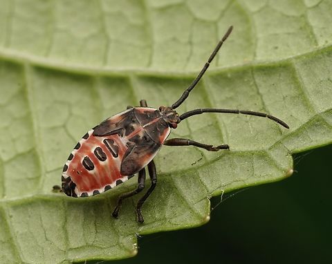 A shield bug in the forest, nymph stage. These grow to become more subdued in color. I am pretty sure it is Urostylis westwoodii Japan.,Urostylis,Urostylis westwoodii,macro,pretty,shield bug