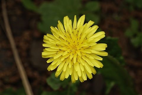 A beautiful dandelion found in the forest. (I am not 100% sure of the ID) There are many of these beautiful dandelions in the parks and forest. They attract many insects too. Common dandelion,Japan,Taraxacum officinale,flower,macro,yellow