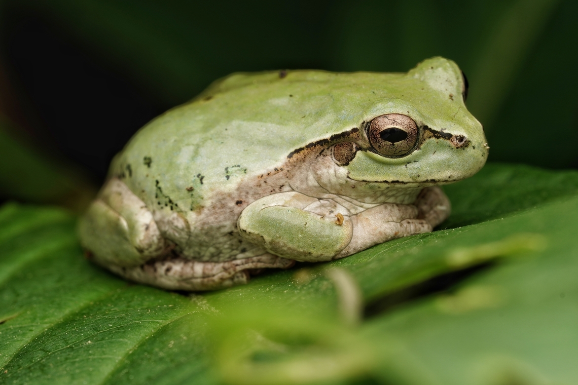 A Japanese tree frog on a leaf. I found this frog in a hydrangea plant, where they often hide. It was in a forested area near water. These frogs can withstand extreme cold temperatures and also have a toxic skin secretion. Hyla japonica,Japan,Japanese tree frog,Macro,frog,green