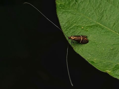 Nemophora aurifera, a tiny moth with long antennae. These tiny moths fly in the forest, near the floor, and can be very jumpy. They have extremely long antennae, the males have much longer ones than the females. Their wingspan is about 15 to 22 mm long. They are one kind of a Fairy longhorn moth. Fairy longhorn moth,Japan,Nemophora aurifera,macro,moth,pretty