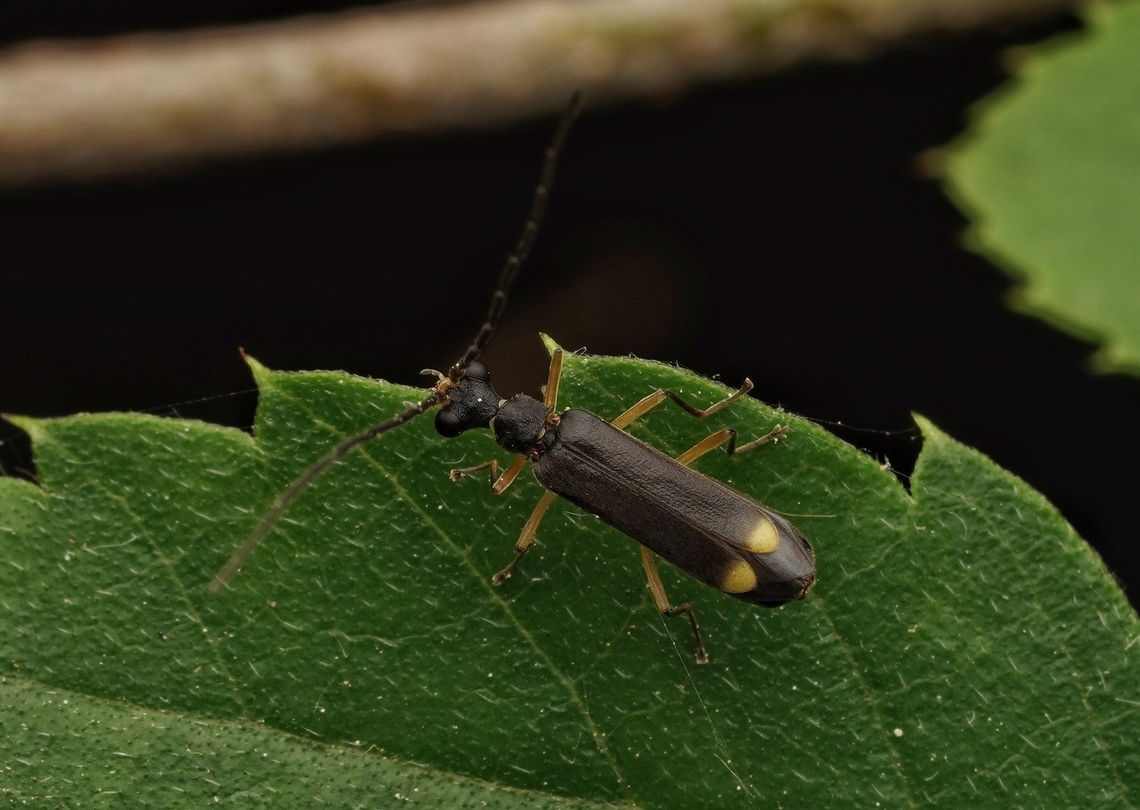 A soldier beetle , Malthinus japonicus These are about 4.5mm long, very small little beetles. They have huge eyes for their size too. They are carnivorous and eat other little insects. Japan,Macro,Malthinus japonicus,soldier beetle,tiny