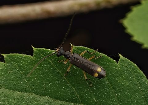 A soldier beetle , Malthinus japonicus These are about 4.5mm long, very small little beetles. They have huge eyes for their size too. They are carnivorous and eat other little insects. Japan,Macro,Malthinus japonicus,soldier beetle,tiny