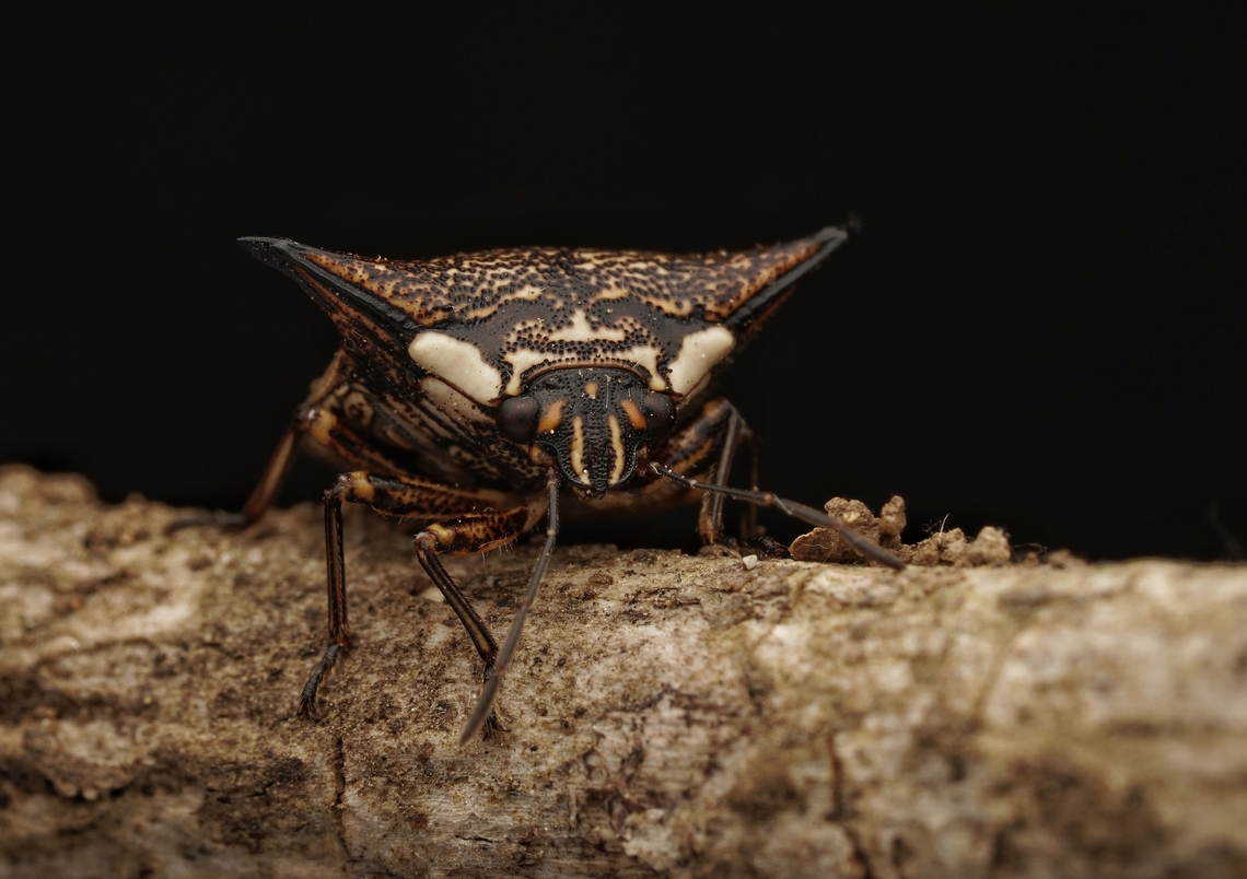 A small shield bug, Alcimocoris japonensis I have never seen one of these, so was very happy to find one! They have horn like protrusions and are very cute. They are quite rare, apparently!  Alcimocoris japonensis,Japan,cute,macro,shield bug,stink bug