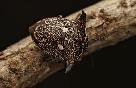 A top view of a shield bug, Alcimocoris japonensis These are quite rare litte shield bugs and the first time for me to see one with my own eyes. I was happy to get some shots before it disappeared.  Alcimocoris japonensis,Japan,cute,macro,shield bug,stink bug