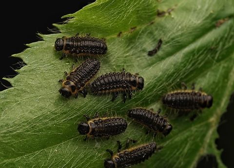 Small beetle larvae, maybe Neotriplax lewisii... These were found in a swarm on one plant, with many more on other leaves and stems. I think they are Neotriplax lewisii beetle larvae.  Japan,beetle larvae,interesting,macro
