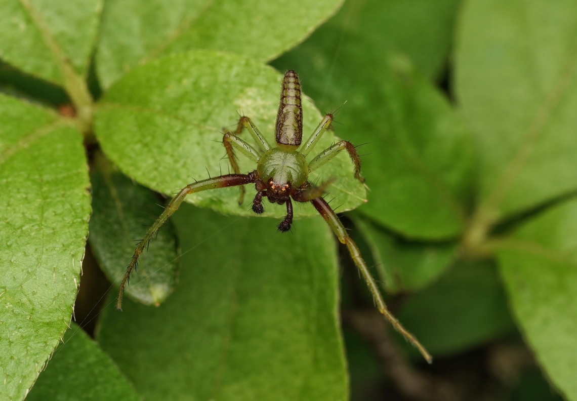 A male crab spider, Oxytate striatipes These spiders sit around and wait for their food to come to them. The males have brownish/redish markings on them while the females are completely green. In Japanese they are called &quot;young leaf spider&quot; because they are as green as the fresh spring leaves. Japan,Oxytate striatipes,arachnid,macro,spider