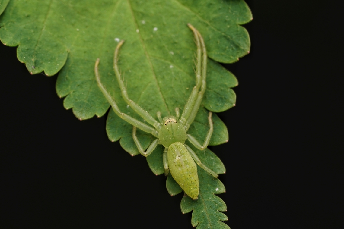 A female crab spider, Oxytate striatipes Unlike the males, they are completely green and their abdomen is thicker. Not the best of shots, but the best I could get, which was only one. They usually run and hide. Japan,Macro,Oxytate striatipes,arachnid,spider