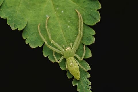 A female crab spider, Oxytate striatipes Unlike the males, they are completely green and their abdomen is thicker. Not the best of shots, but the best I could get, which was only one. They usually run and hide. Japan,Macro,Oxytate striatipes,arachnid,spider