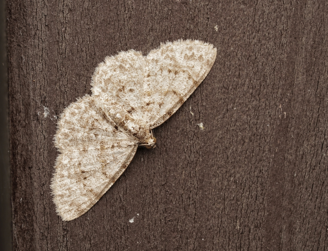 A small moth (geometer?). A Myrioblephara nanaria?? This moth was resting on a signboard in the forest, I am not sure of the ID, maybe a geometer moth? Looks like a Myrioblephara nanaria... Japan,Myrioblephara nanaria,cute,macro,moth