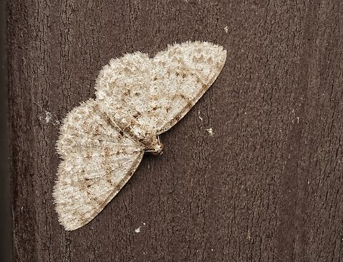 A small moth (geometer?). A Myrioblephara nanaria?? This moth was resting on a signboard in the forest, I am not sure of the ID, maybe a geometer moth? Looks like a Myrioblephara nanaria... Japan,Myrioblephara nanaria,cute,macro,moth