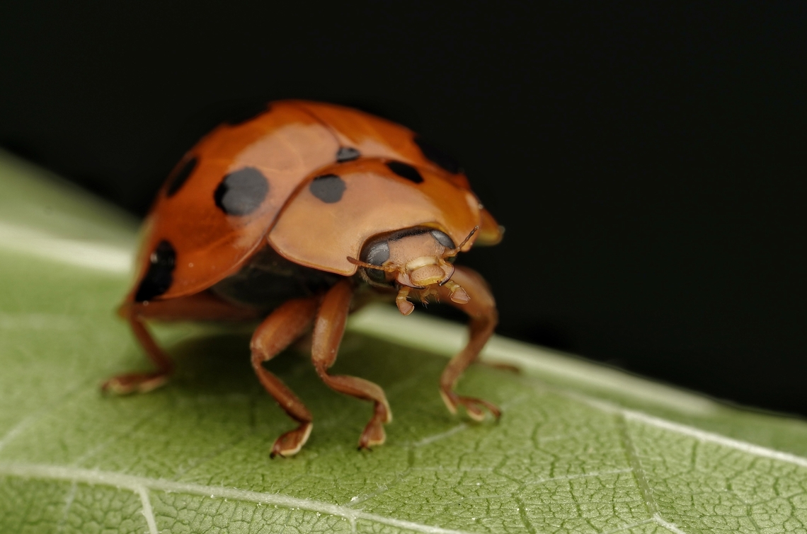 A big species of ladybug, Callicaria superba, superb indeed! I have never encounted one of these before, so was so happy to find one! It was high up in a mulberry tree, but came closer to me and I was able to take some shots before it flew away. They are about 12mm in length and very pretty. They are not too rare, but uncommon to see, apparently!. I hope to see another someday! Callicaria superba,Coccinelidae,Japan,cute,ladybug,macro